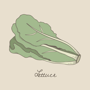 Illustration of lettuce