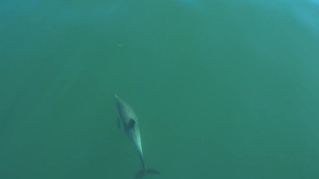 Beautiful shots of dolphins swimming at the bow of a ship or boat moving through the water.