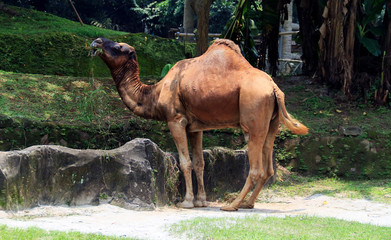 Dromedary camels eat grass.