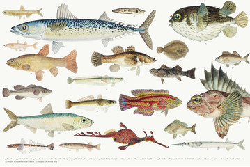 Plakaty  Colored illustration of fish drawing collection