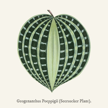 Seersucker Plant (Dichorisandra Undata) found in (1825-1890) New and Rare Beautiful-Leaved Plant drawing illustration