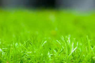 Green grass background texture