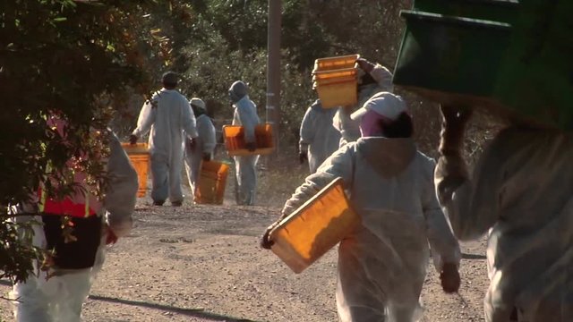 Harvest workers with empty bins move to a different row at a Santa Barbara County vineyard, California.