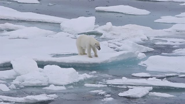 Polar bear sow and cub on the sea ice in Polar Bear Pass north off Baffin Island in Nunavut, Canada. 