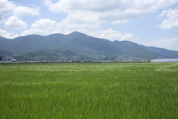 Fototapeta premium 夏の田んぼ