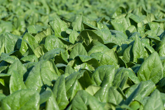 Green spinach in growth at vegetable garden