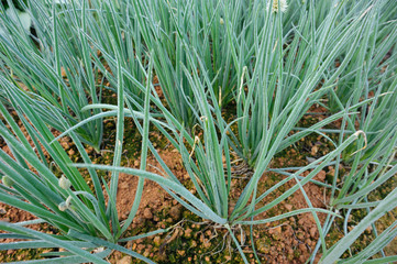 Obraz premium Green spring onion growing at vegetable garden
