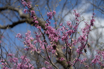 Pink flowers on the branches of trees in the spring forest