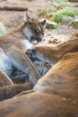 Two cougars sleeping