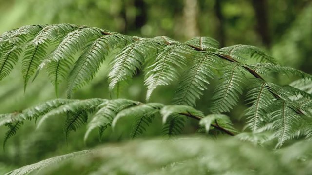 Close up pull focus to a fern in the New Zealand bush.