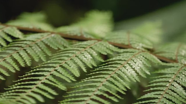 Pull focus ferns in the New Zealand bush.
