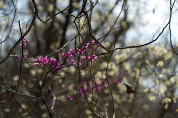 White and pink flowers on the branches of trees in a spring forest on a sunny day