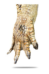 crocodile Leather background texture