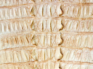 crocodile Leather background texture