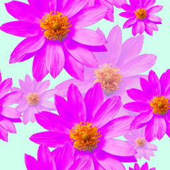 Fototapeta na wymiar Adonis. Seamless pattern texture of flowers. Floral background, photo collage