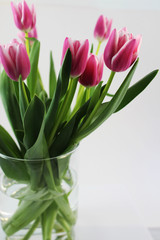 A bouquet of pink tulips in a glass vase on white background. Spring flowers.