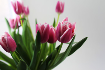 Obraz premium A bouquet of pink tulips on white background. Spring flowers.