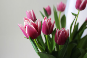 A bouquet of pink tulips on white background. Spring flowers.