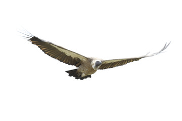 Vulture flying in the sky