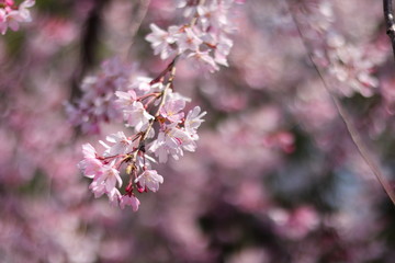 桜の風景