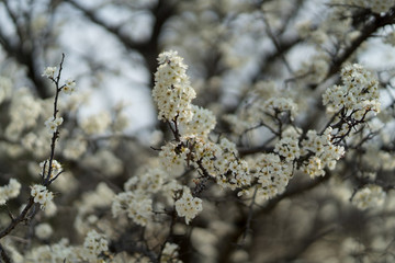 White flowers on a tree in the spring afternoon in a city park