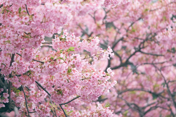 Pink cherry blossom(Cherry blossom, Japanese flowering cherry) on the Sakura tree. Sakura flowers are representative of Japanese flowers. The main part of the winter pass. I love everyone.