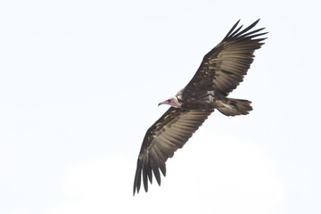 Vulture flying in the sky