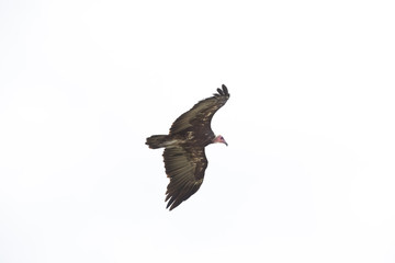 Vulture flying in the sky