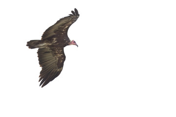 Vulture flying in the sky