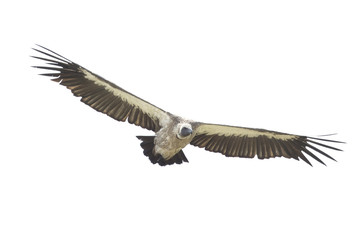 Vulture flying in the sky