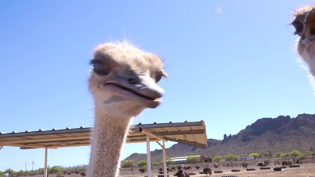 Ostriches on an ostrich farm stare and peck at the camera.
