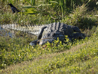 huge alligator digesting prey that is still in mouth