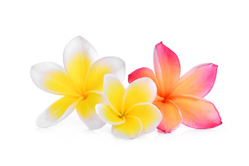 white and pink frangipani or plumeria (tropical flowers) isolated on white background