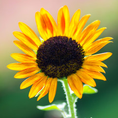 Close-up of sun flower