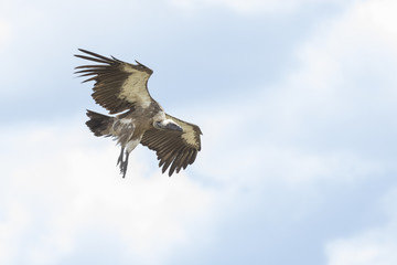 Vulture flying in the sky