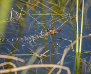 baby alligator hatchling has just started life