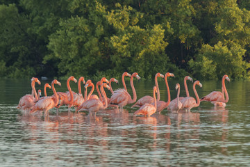 Obraz premium Pink flamingos family at dawn , they gather before setting off to start their day in the river 
