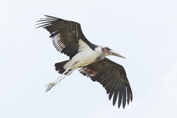 Marabou stork flying in the sky