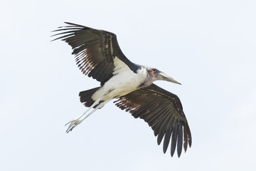 Obraz premium Marabou stork flying in the sky