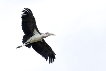 Marabou stork flying in the sky