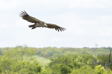Fototapeta na wymiar Vulture flying in the sky