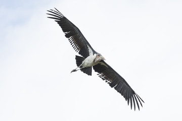 Marabou stork flying in the sky