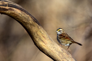 White-throated Sparrow