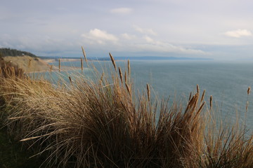 Grass by the ocean