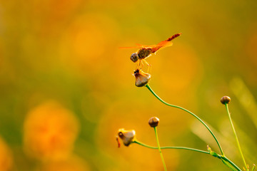 Orange dragonfly on cosmos flower