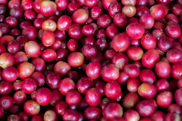 Closed up Coffee berries bean on branch