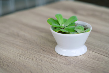 Closed up small plant pot on wooden table.