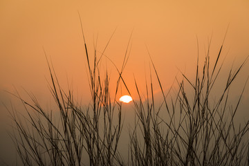 silhouette dried grass at sunset