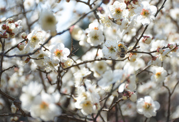 Bee and Flowering fruit tree with flowers in blossom against background