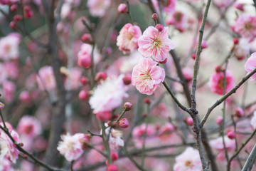 Fototapeta na wymiar Flowering fruit trees with pink flowers in blossom against background